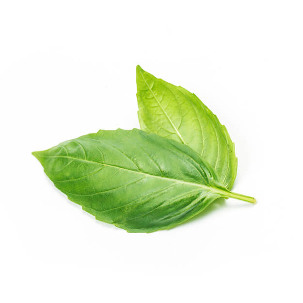 tulsi leaves