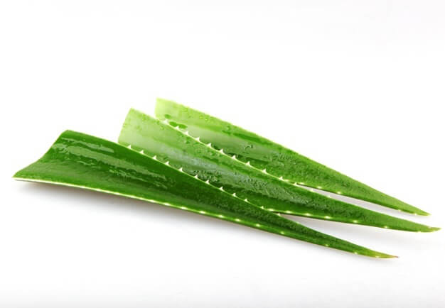 aloe vera