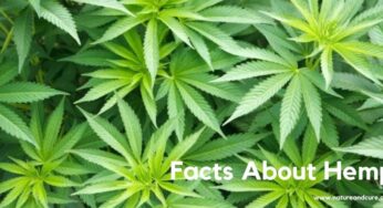 Important Facts About Hemp