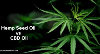 Hemp Seed Oil vs. CBD Oil