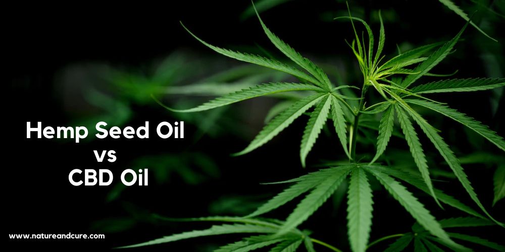 Hemp Seed Oil vs CBD Oil