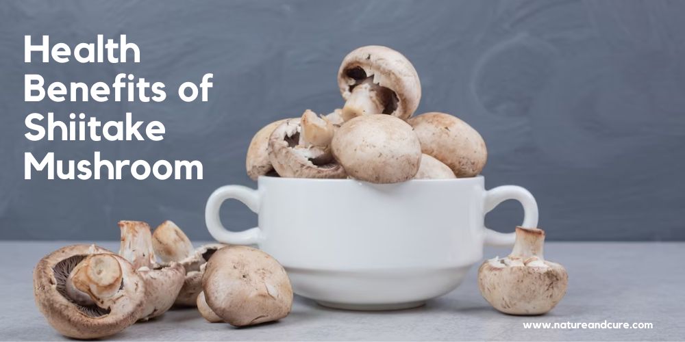Shiitake mushroom
